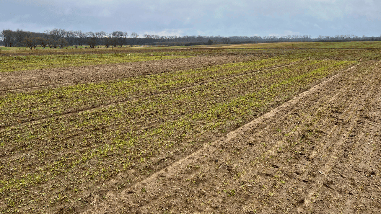  Ocena pozimowa stanu roślin z zasiewów jesiennych